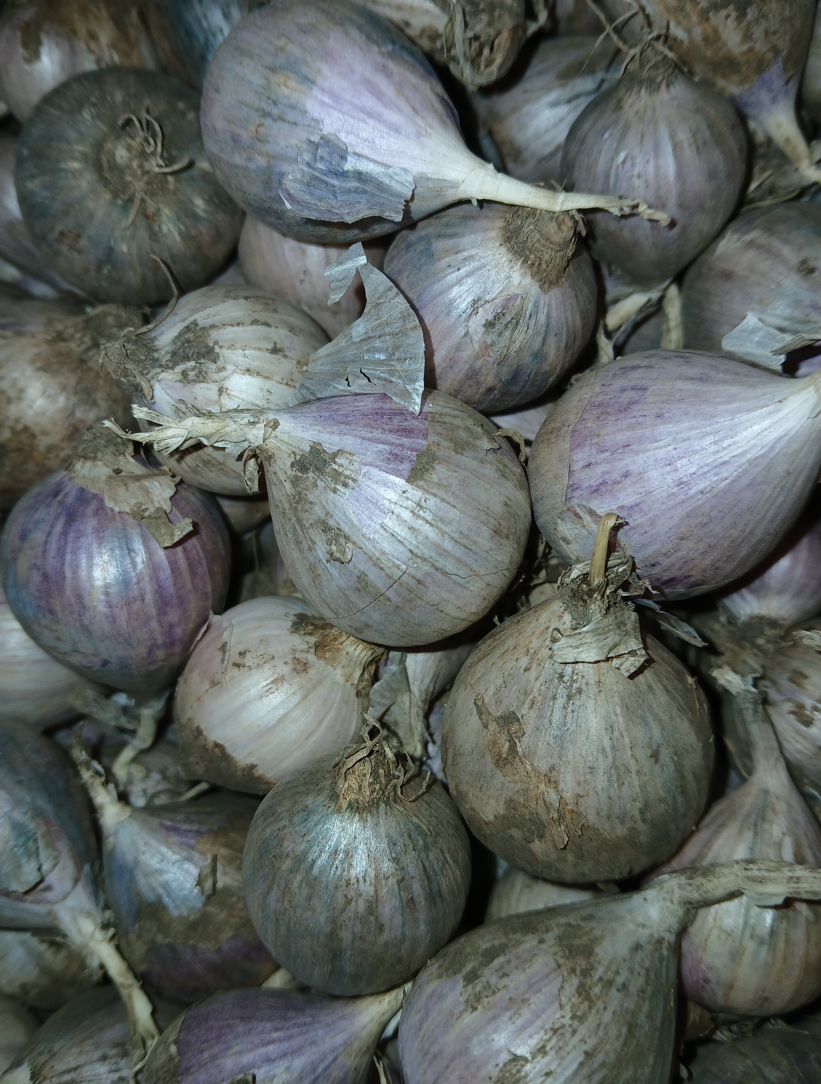 One Seed Garlic