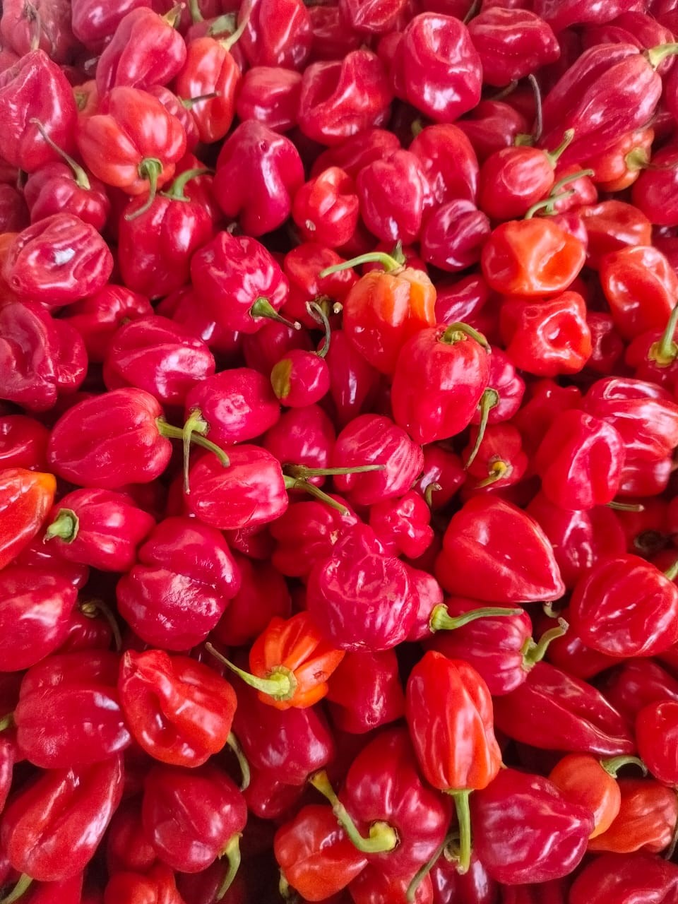 Habanero - kg at KSh 350.00