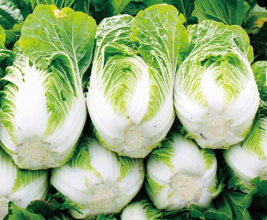 Chinese cabbage