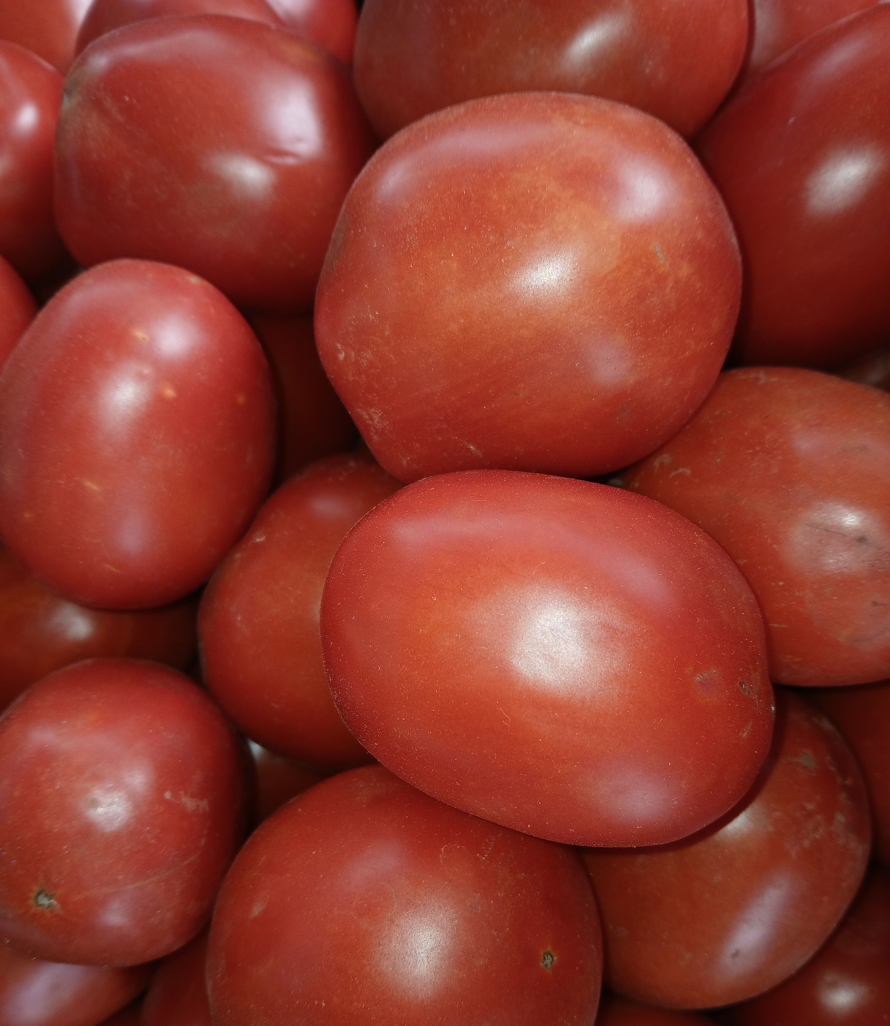 Tomatoes