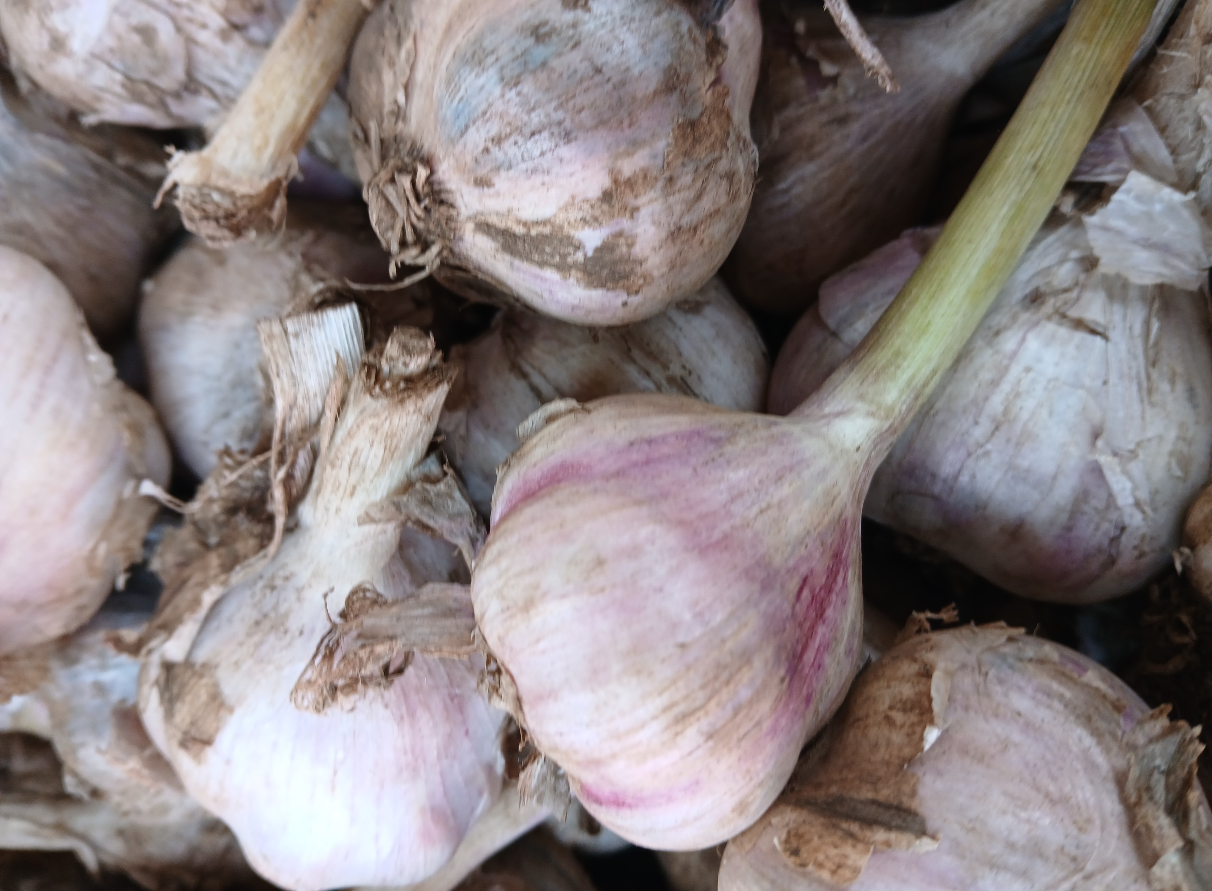 Local Garlic