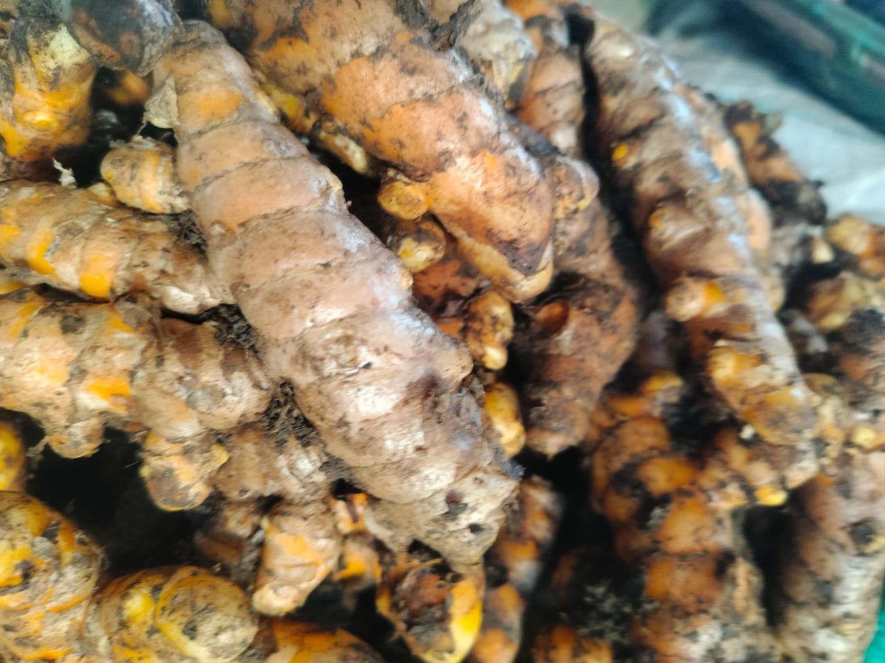 Turmeric