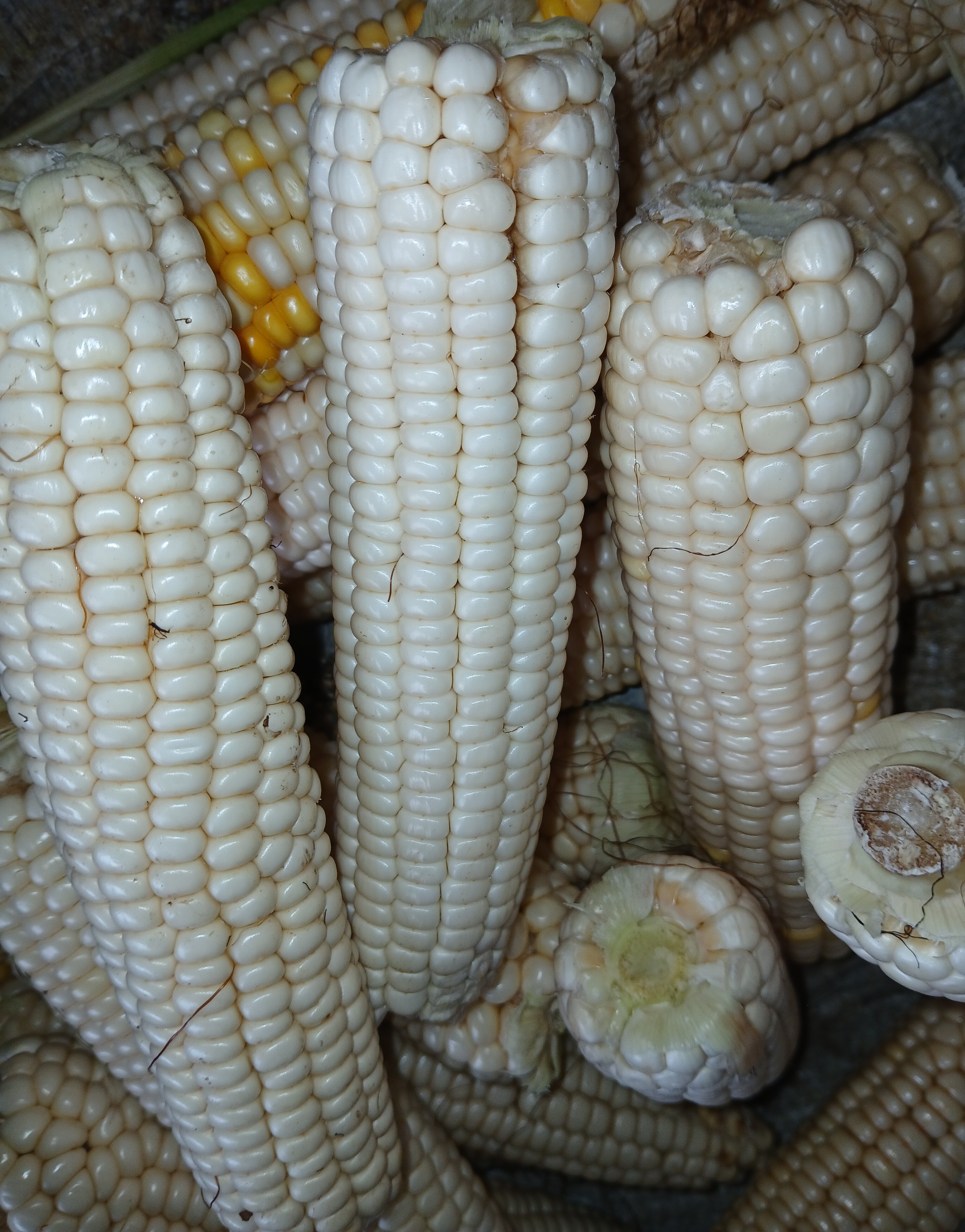 Raw whole maize