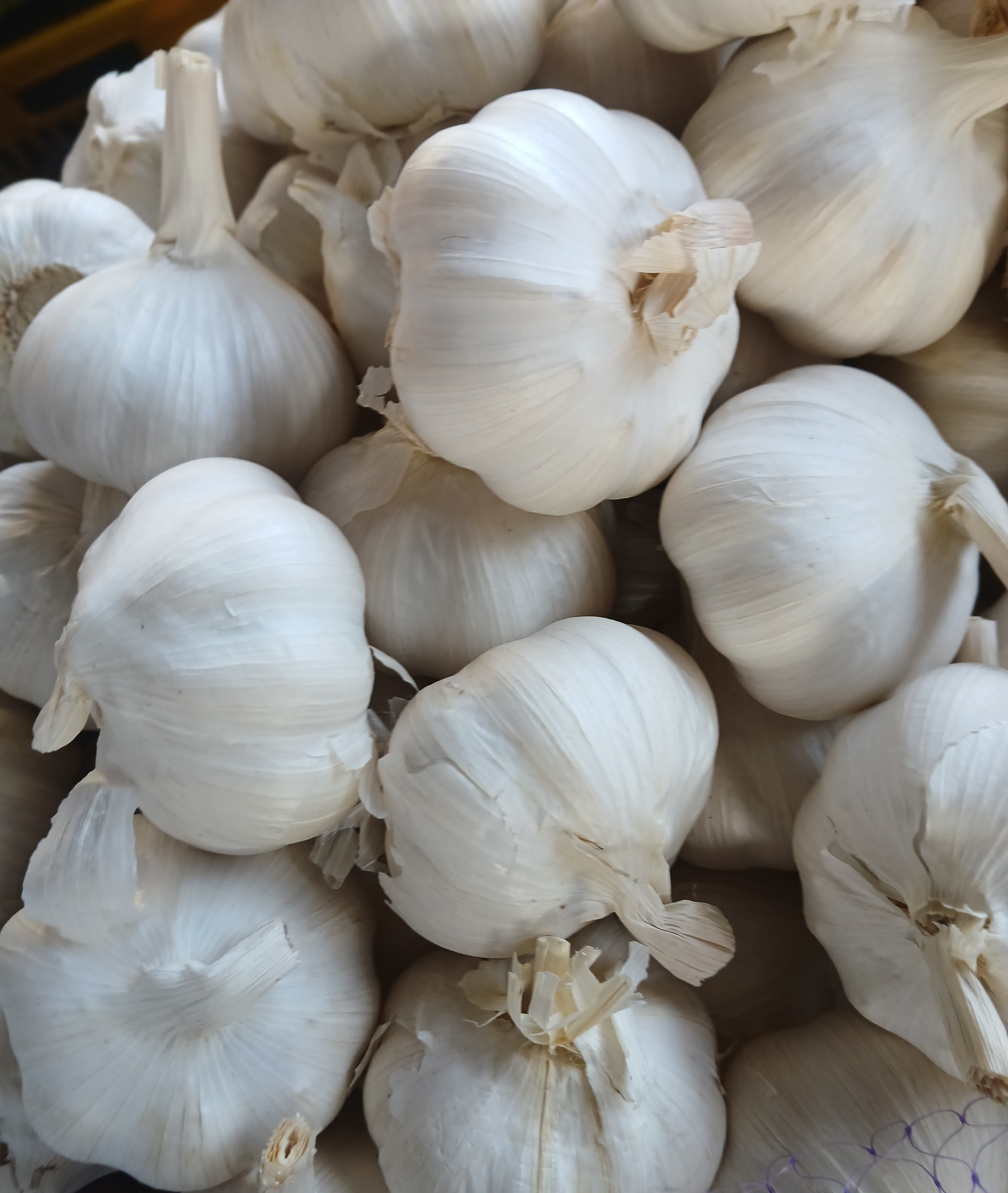 China Garlic
