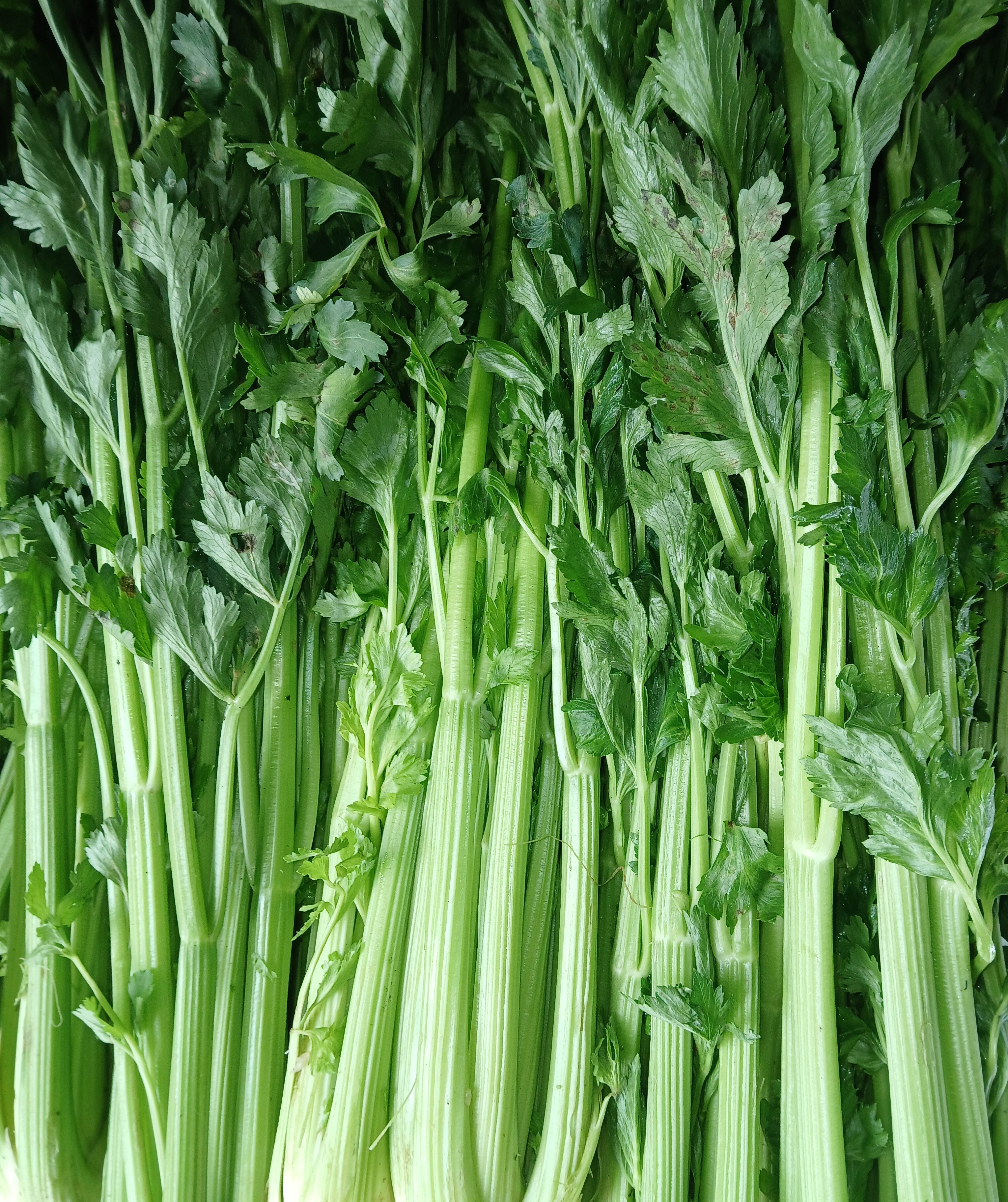 Celery
