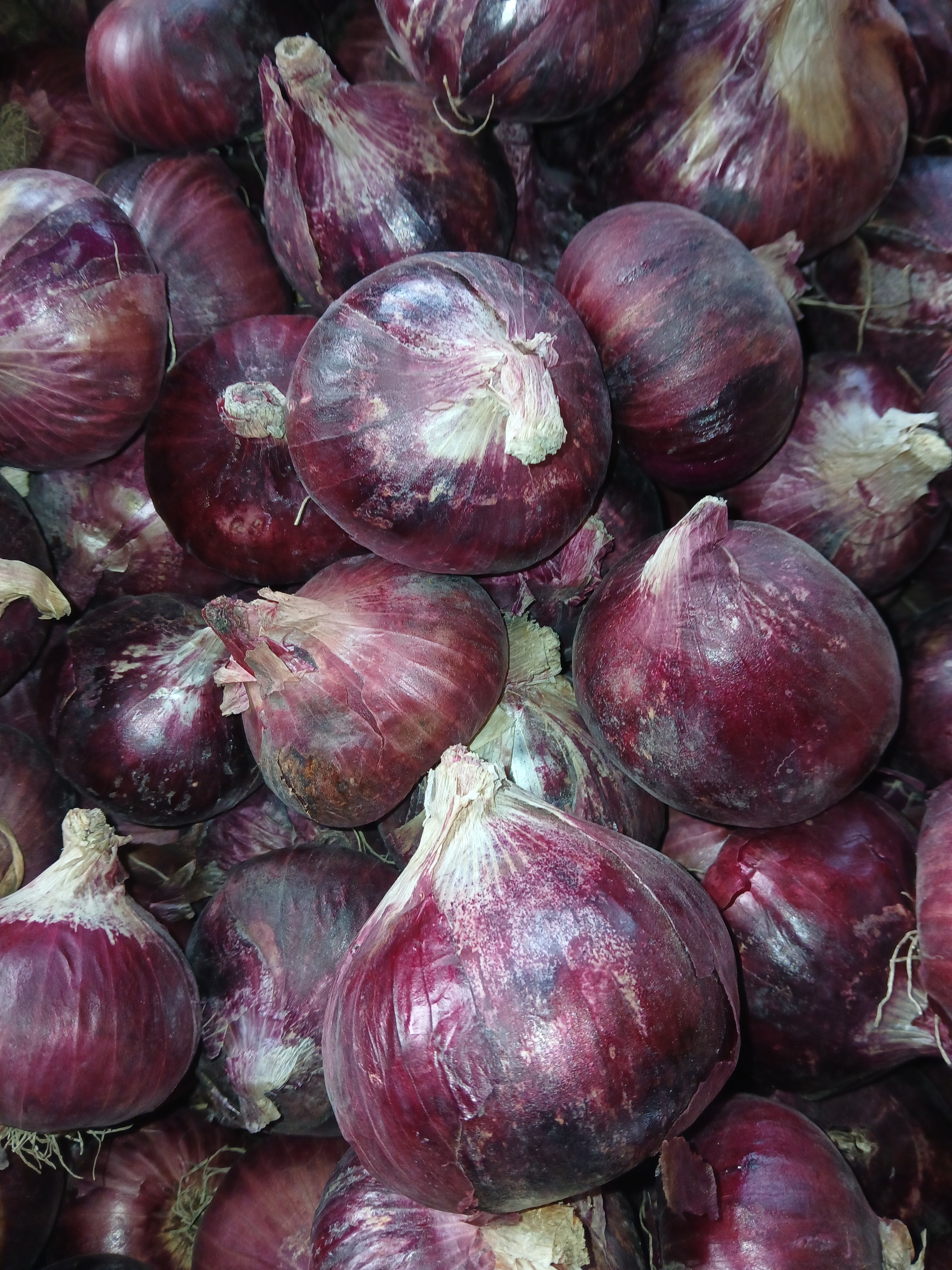 Red onion