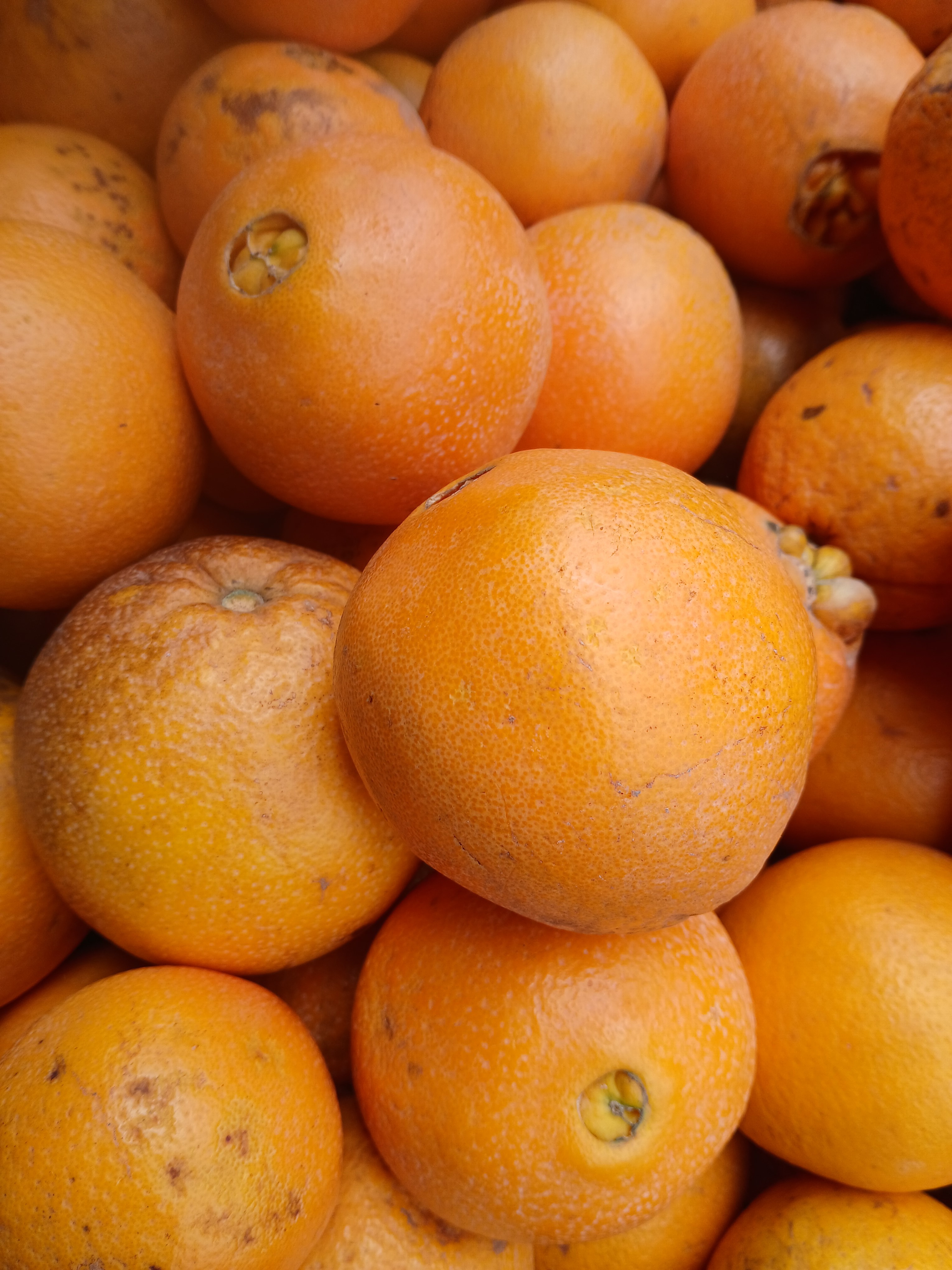 Seedless Oranges